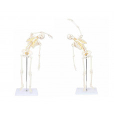 Skeleton, Mini, 85cm, Flexible