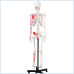 Skeleton, Muscular Painted, Numbered, Life Size, 170cm