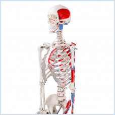 Skeleton, Muscular Painted, Numbered, Life Size, 170cm
