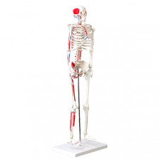 Skeleton, muscle painted, numbered, 85cm