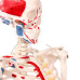 Skeleton, muscle painted, numbered, 85cm