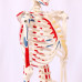 Skeleton, muscle painted, numbered, 85cm