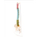 Super Flexible Spine Model with Pelvis and Femur Heads, Color Coded, Life Size