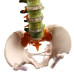 Super Flexible Spine Model with Pelvis and Femur Heads, Color Coded, Life Size