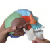 Adult Osteopathic Skull Model, 22-part, Didactic Colored Adult Osteopathic Skull Model, 22-part, Didactic Colored