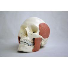Skull Model with 8 Masticatory Muscles