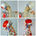 Skeleton,  with Flexible Spine, Articulated, w/Ligament & Muscle Insertions, Life Size, 170cm
