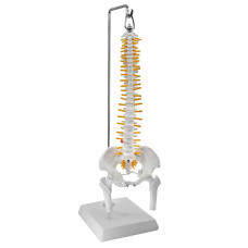 Spine Model, Mini, Flexible