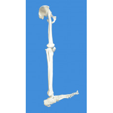 Anatomical Human  Lower Limb Skeleton Model, Life Size     