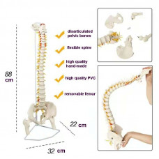 Anatomical Classic Spine Model with Femur Heads