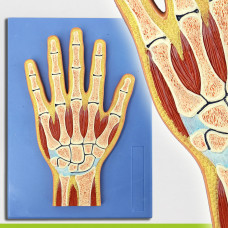  Hand Section Model, Life Size