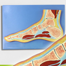 Foot Section Model, Life Size