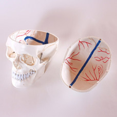 Skull Model, with Blood Vessel Painted, 3-part, Life Size 