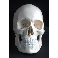 Human Skull Model, 3-part, numbered, with sutures, life size