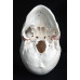 Human Skull Model, 3-part, numbered, with sutures, life size Human Skull Model, 3-part, numbered, with sutures, life size