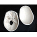 Human Skull Model, 3-part, numbered, with sutures, life size Human Skull Model, 3-part, numbered, with sutures, life size