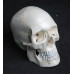 Human Skull Model, 3-part, numbered, with sutures, life size Human Skull Model, 3-part, numbered, with sutures, life size
