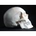 Human Skull Model, 3-part, numbered, with sutures, life size Human Skull Model, 3-part, numbered, with sutures, life size