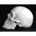 Human Skull Model, 3-part, numbered, with sutures, life size Human Skull Model, 3-part, numbered, with sutures, life size