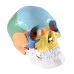 Skull, colored