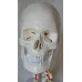 Human Skull Model,with 7 cervical vertebrae, nerve and artery, on stand