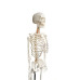 Skeleton, life size, 170cm
