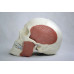 Skull Model with 8 Masticatory Muscles Skull Model with 8 Masticatory Muscles