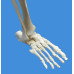 Anatomical Human  Lower Limb Skeleton Model, Life Size     