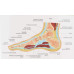Foot Section Model, Life Size Foot Section Model, Life Size