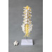 Lumbar Spine Model, Flexible, Life Size Lumbar Spine Model, Flexible, Life Size