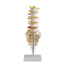 Lumbar Spine Model, Flexible, Life Size
