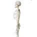 Skeleton, life size, 170cm