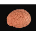 Brain Model, 8 Parts, Life Size Brain Model, 8 Parts, Life Size