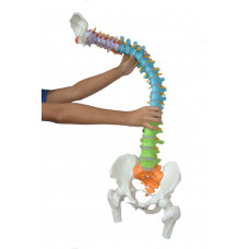Super Flexible Spine Model with Pelvis and Femur Heads, Color Coded, Life Size