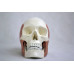 Skull Model with 8 Masticatory Muscles Skull Model with 8 Masticatory Muscles