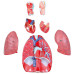 Larynx, Heart and Lung Model, 7-part, Life Size  