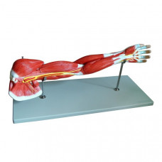 Muscular Arm Model, 7 Parts, Life Size