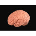 Brain Model, 8 Parts, Life Size Brain Model, 8 Parts, Life Size