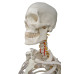 Skeleton, life size, 170cm