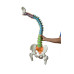 Super Flexible Spine Model with Pelvis and Femur Heads, Color Coded, Life Size