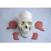 Skull Model with 8 Masticatory Muscles Skull Model with 8 Masticatory Muscles