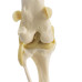 Canine (Dog) Knee Model