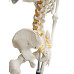 Skeleton, life size, 170cm