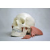 Skull Model with 8 Masticatory Muscles Skull Model with 8 Masticatory Muscles