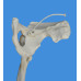 Anatomical Human  Lower Limb Skeleton Model, Life Size     