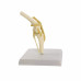 Canine (Dog) Knee Model