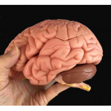 Brain Model, 8 Parts, Life Size