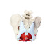 Anatomical Female Pelvis Model with Removable Organs, 6-part, Life Size Anatomical Female Pelvis Model with Removable Organs, 6-part, Life Size