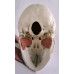 Skull Model with 8 Masticatory Muscles Skull Model with 8 Masticatory Muscles