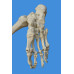 Anatomical Human  Lower Limb Skeleton Model, Life Size     